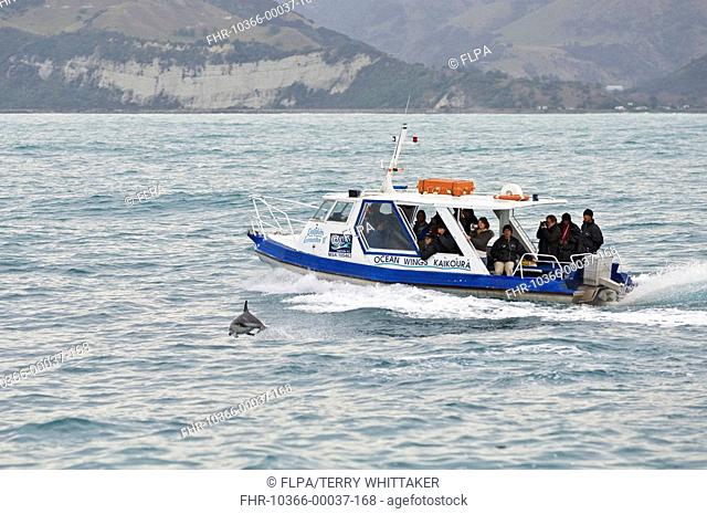 Dusky Dolphin Lagenorhynchus obscurus adult, porpoising beside tourist boat, Kaikoura, South Island, New Zealand