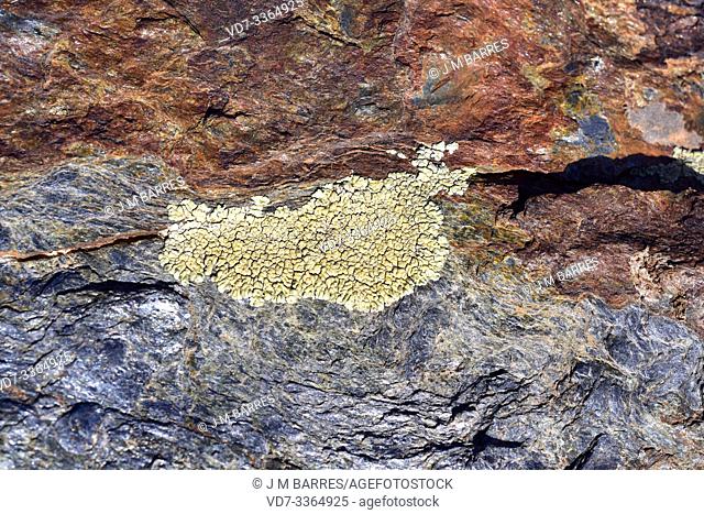 Gold cobblestone lichen (Pleopsidium flavum or Acarospora chlorophana) is a crustose lichen that grows on siliceous rocks
