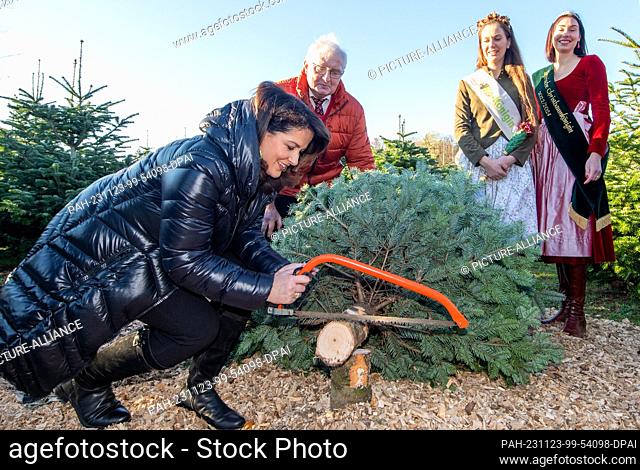 23 November 2023, Bavaria, Kissing: Michaela Kaniber (CSU, l), Bavarian Minister of Forestry, saws on a Christmas tree at Gut Mergenthau with Thomas Emslander