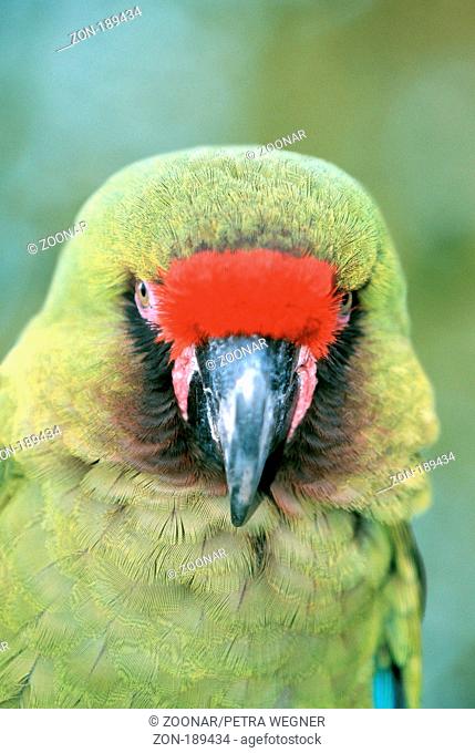 Military Macaw / Kleiner Soldatenara