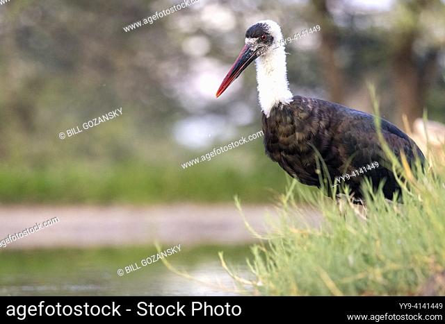 African woolly-necked stork or African woollyneck (Ciconia microscelis) at the Onkolo Hide - Onguma Game Reserve, Namibia, Africa