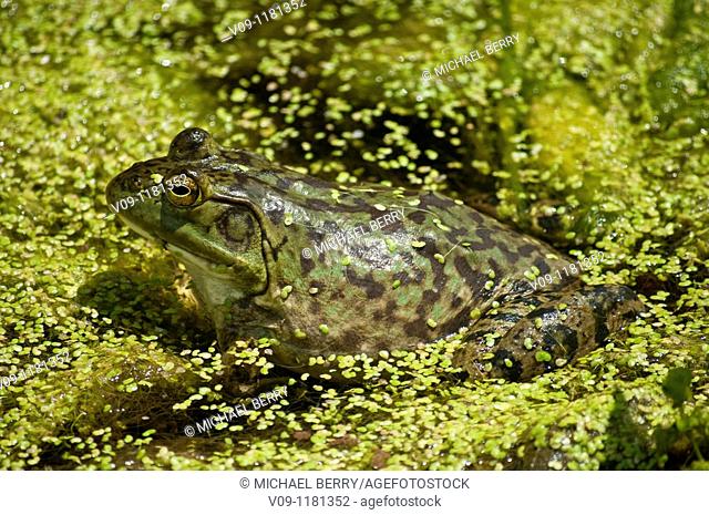 Bullfrog (Rana catesbeiana). Oregon, USA