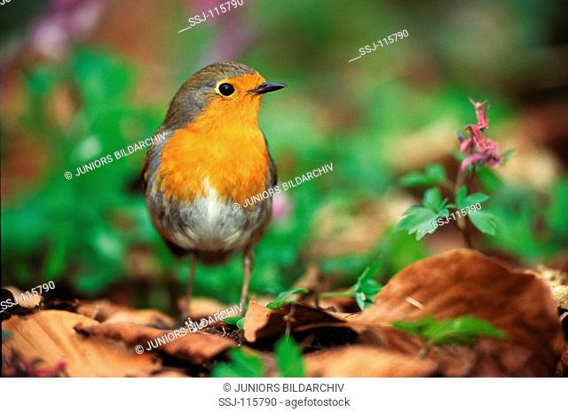 Robin / Erithacus rubecula