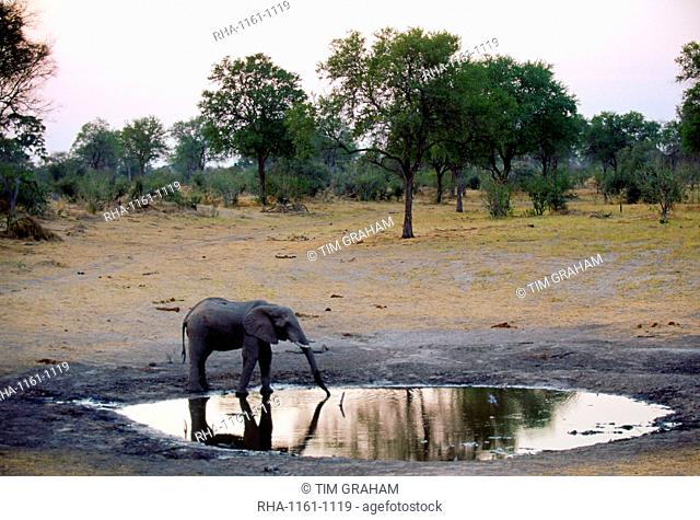 Lone young elephant drinking at a water hole at dusk, Botswana, Africa