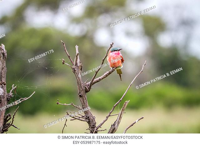Southern carmine bee-eater sitting on a branch in the Okavango Delta, Botswana