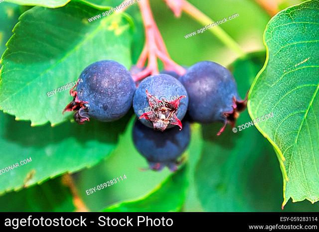 A closeup view of ripe saskatoon berries