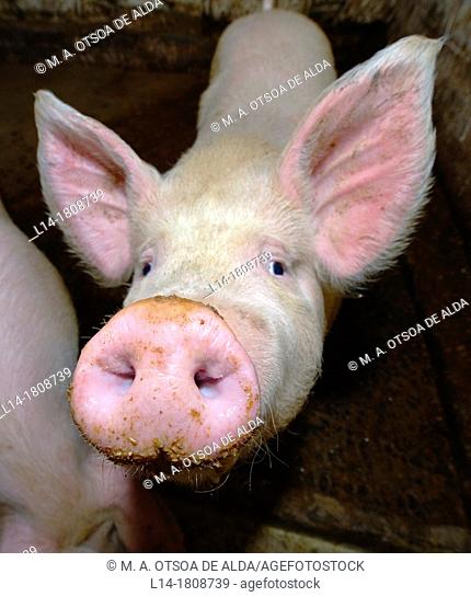 Pig, Galicia, Spain
