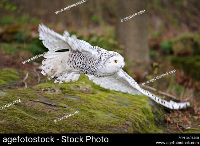 Eule in Burg und Festung Regenstein.Captive Snowy Owl (Nyctea scandiaca) on its perch