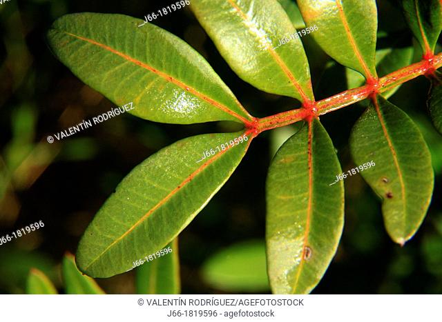 mastic leaves Pistacia lentiscus in the natural park of the Calderona  Valencia