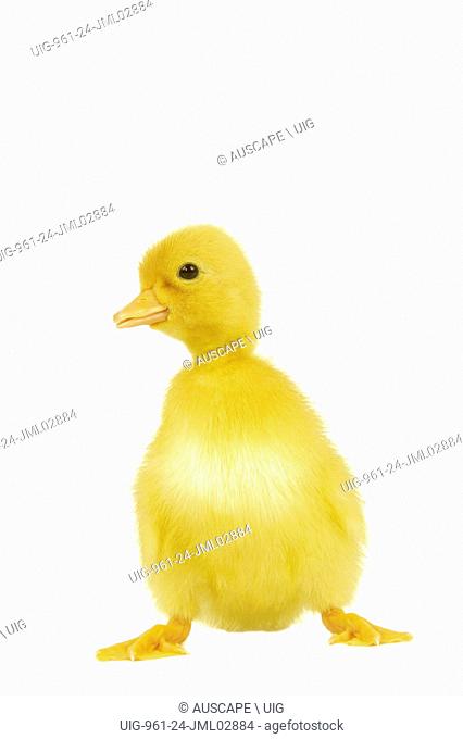 Domestic Duck Anas Platyrhynchos Domesticus Duckling Stock Photo Picture And Rights Managed Image Pic Uig 961 24 Jml02884 Agefotostock