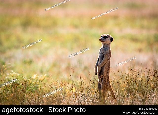 Meerkat on the lookout in the Kgalagadi Transfrontier Park, South Africa