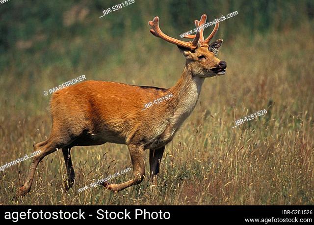 Barasingha deer or swamp deer, cervus duvauceli, male