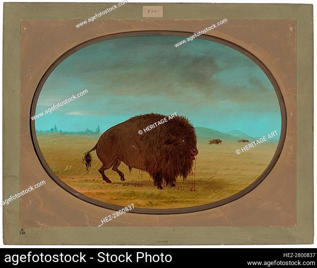 Wounded Buffalo Bull, 1861/1869. Creator: George Catlin