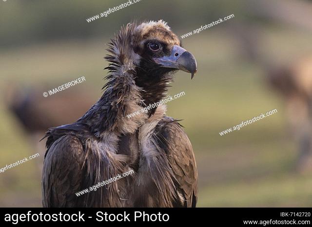 Cinereous vulture (Aegypius monachus) portrait, Extremadura, Spain, Europe