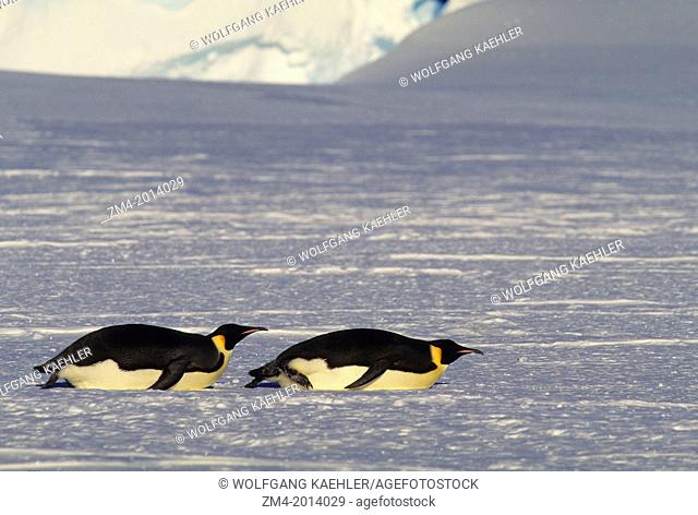 ANTARCTICA, ATKA ICEPORT, EMPEROR PENGUINS TOBOGGANING, GOING OUT TO SEA TO FEED