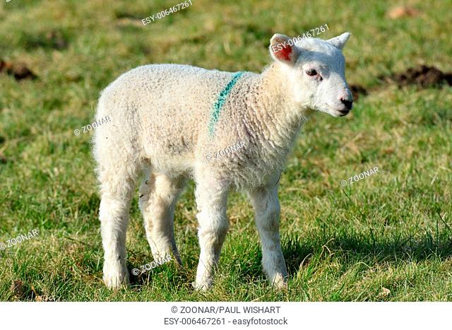 Single lamb in Field