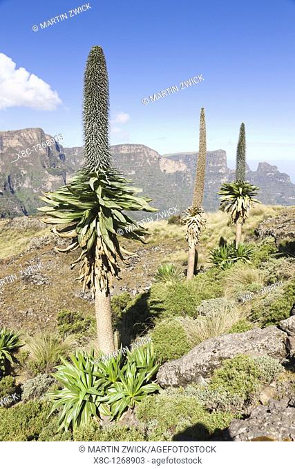Ethiopian Giant Lobelia Lobelia rhynchopetalum, with flower stems, the escaprment in the background with the peaks of Mt  Inatye and Mt  Imet Gogo  Giant...