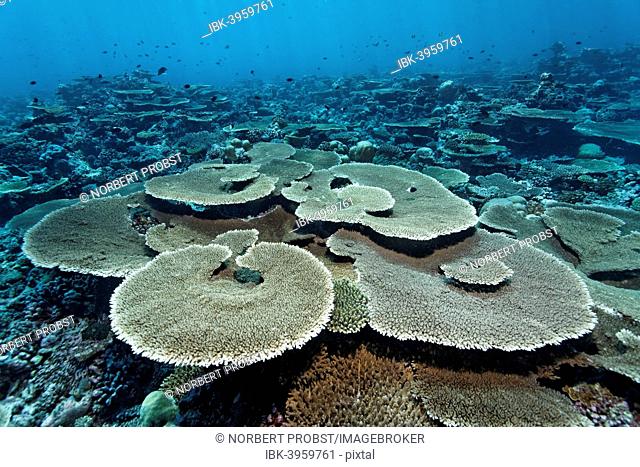 Reef flat with Acropora table coral (Acropora hyacinthus), Indian Ocean, Bolifushi, South Malé Atoll, Maldives