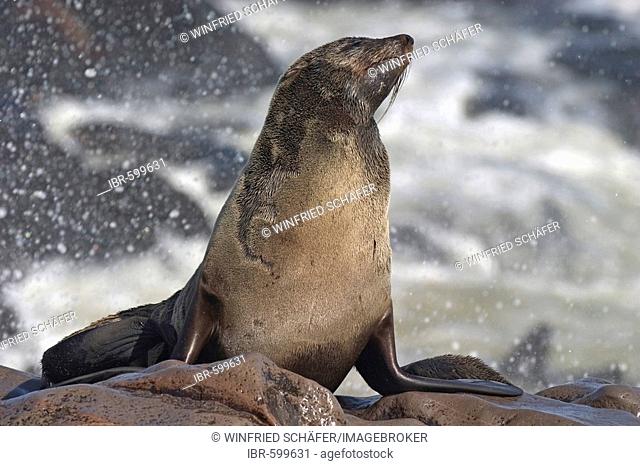 Cape Fur Seal (Arctocephalus pusillus), Cape Cross, Atlantic coast, Namibia