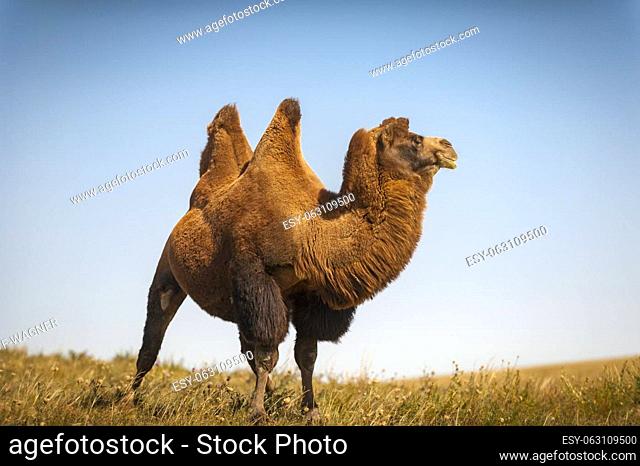 A camel attentively observes its surroundings in the grass steppe