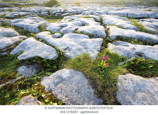 The karst Landscape of the Burren, County Clare, Ireland, Europe