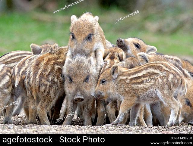 Wildschweine (Sus scrofa), Frischlinge, Gruppe, Schleswig-Holstein, Deutschland, Europa / Wild Boars (Sus scrofa), piglet, group, Schleswig-Holstein, Germany