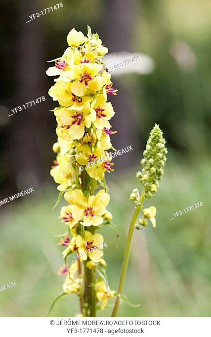 Great Mullein Verbascum thapsus, France