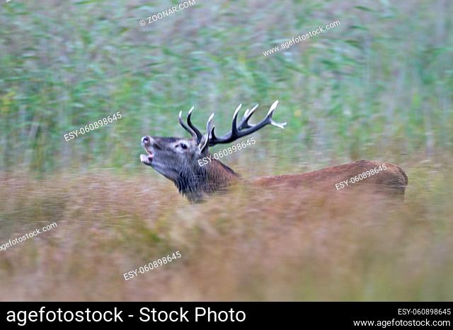 Rotwild kann in freier Wildbahn ein Alter von 10 - 15 Jahren erreichen - (Foto roehrender Rothirsch vor einem Schilfguertel) / Red Deer