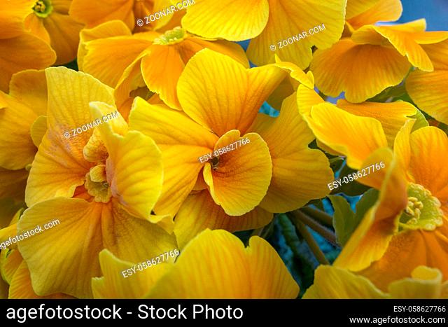 full frame closeup shot of some bright yellow and orange flowers