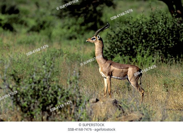 Kenya, Samburu, Male Gerenuk Litocranius Walleri