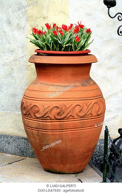 Flowerpot with tulip, vaso con tulipani