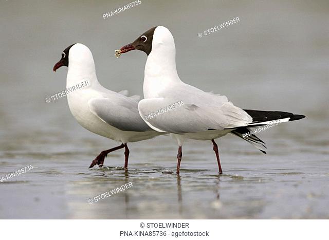 Black-headed Gull Larus ridibundus - Workumerwaard, Frisia, The Netherlands, Holland, Europe