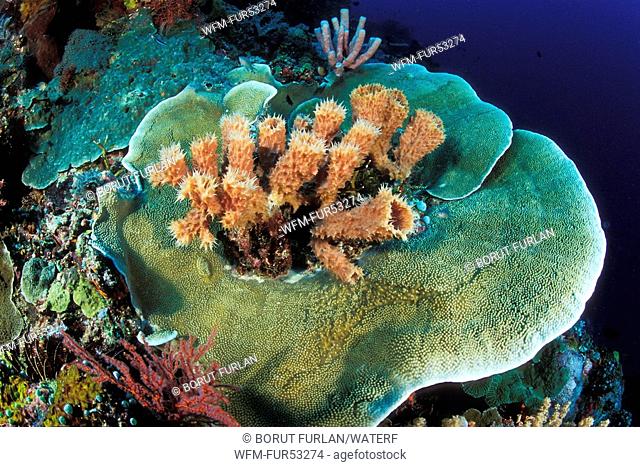 Tube Sponges between Cabbage Corals, Porifera, Turbinaria mesenterina, Bunaken Nationalpark, Sulawesi, Indonesia