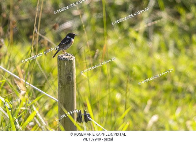 A stonechat is sitting on his vantage-point
