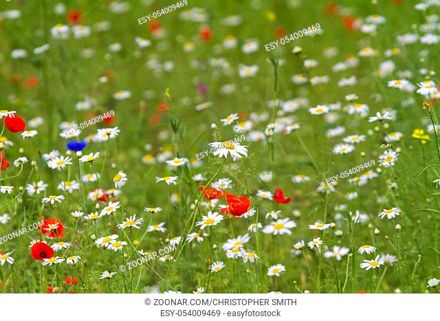 Wildflower meadow from the UK with oxeye daisy and poppy