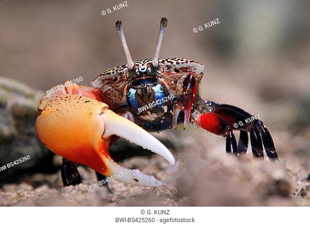 Fiddler crab (Uca chlorophthalmus), Portrait, male, Seychelles