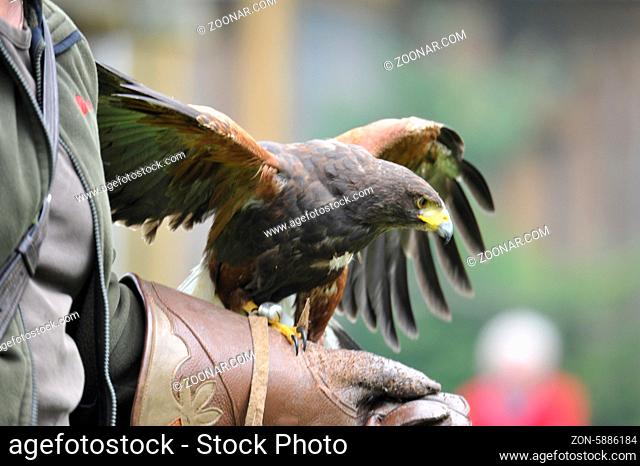 Falconry in Germany