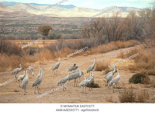 Sandhill Cranes in fall (Grus canadensis) Bosque del Apache NWR New Mexico