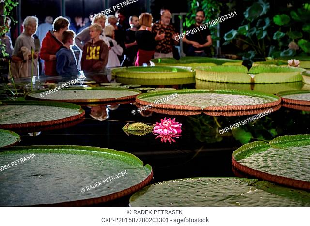 The blossom of the water lily Victoria Amazonica is pictured in the Botanical Garden in Liberec, Czech Republic, July 27, 2015