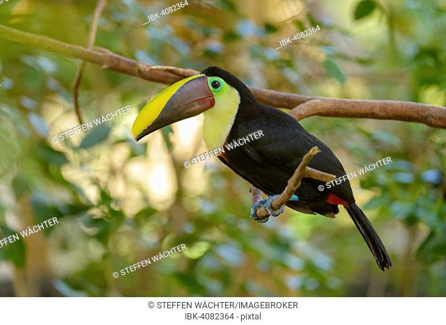 Black-mandibled Toucan (Ramphastos ambiguus) perched on a tree branch, captive, Alajuela Province, Costa Rica