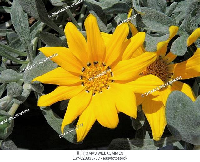 Closeup of yellow treasure flower blossom