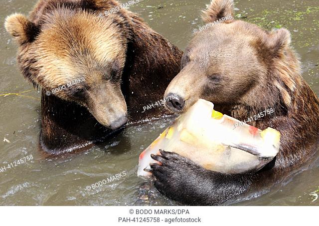 The two Kamchatka brown bears Leonid (L) and Mascha (both 6 years old) fish an ice block filled with treats like fish, fruit and bread out of the water at the...