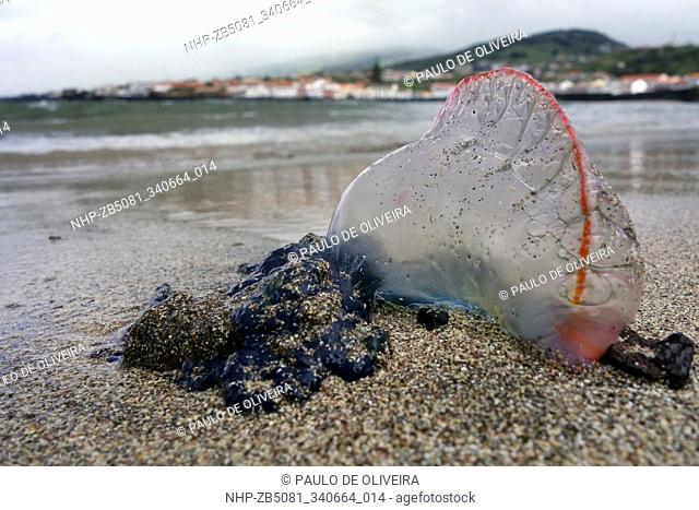 Portuguese man o' war, Physalia physalis, washed ashore. Despite its appearance, the Portuguese man o' war is not a true jellyfish but a siphonophore