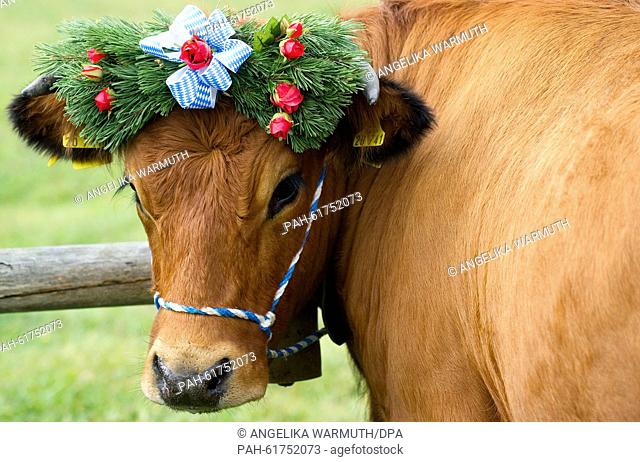 A decorated cow during the traditional driving down of cattle from the mountain pastures in Kruen, Germany, 19 September 2015