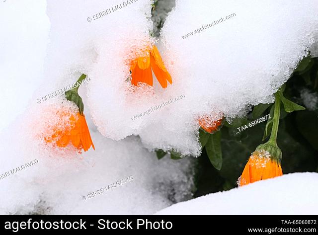 RUSSIA, REPUBLIC OF CRIMEA - NOVEMBER 21, 2023: Flowers covered in snow in the village of Klimovka. Sergei Malgavko/TASS