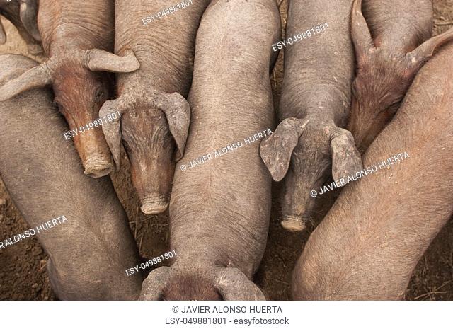 Pigs of the Iberian breed, Spain, Pata negra, Jabugo