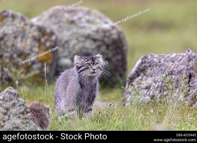 Asia, Mongolia, East Mongolia, Steppe area, Pallas's cat (Otocolobus manul), Female adult on a rock