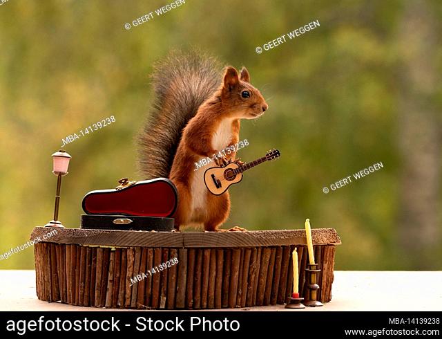 red squirrel is holding an guitar