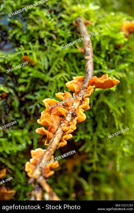 Tree fungi on a mossy tree trunk, dead wood, Steinbachtal near Mettlach-Dreisbach, Saartal, Saarland, Germany