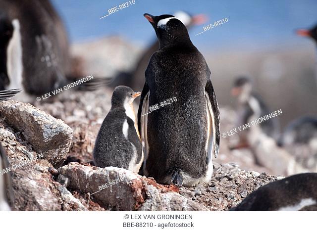 Gentoo Penguin chick and its parent